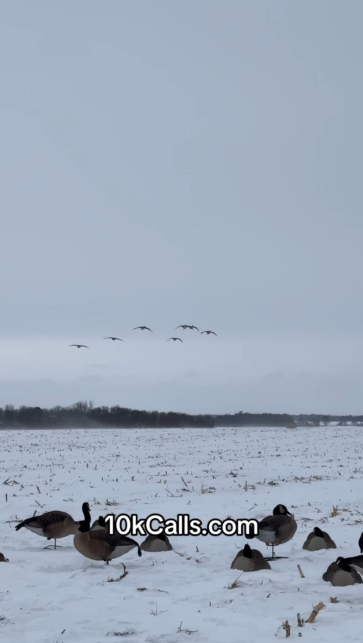 Load video: How to call Canada Geese for beginners