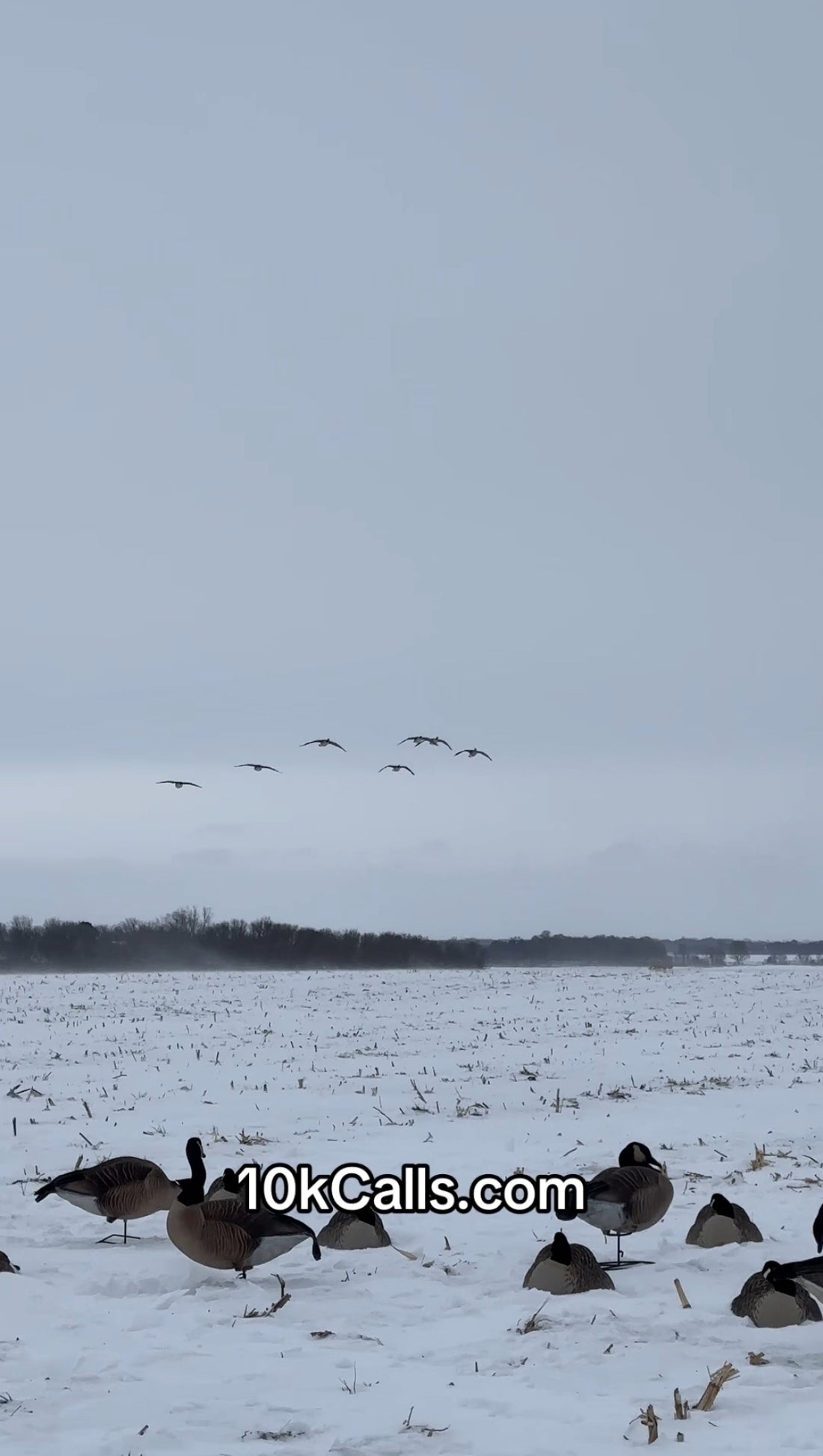 How to call Canada Geese for beginners